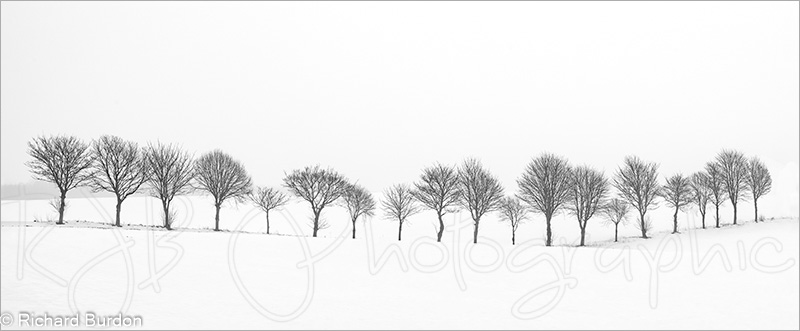 Twenty Trees