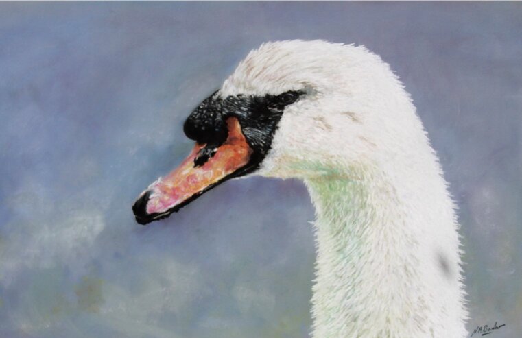 rsz_1mute_swan_cards_2