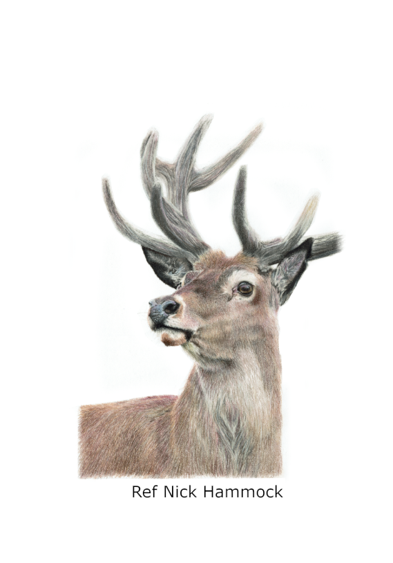 Reindeer100dpil
