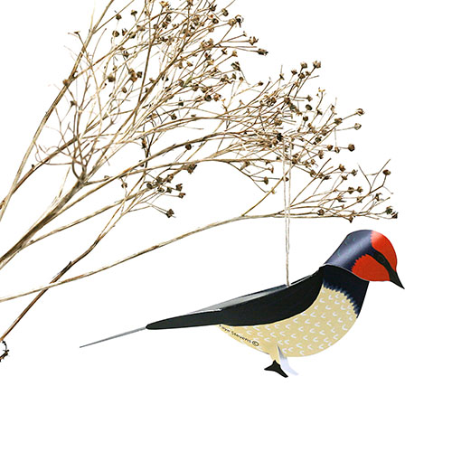 swallow