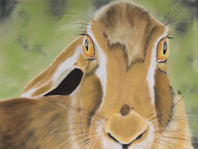Ancient Hare Wisdom 200dpi social media
