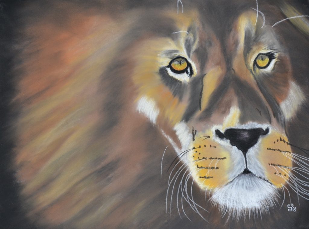 lion social media